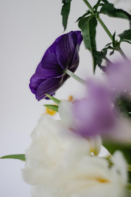 Populære anemoner sorter